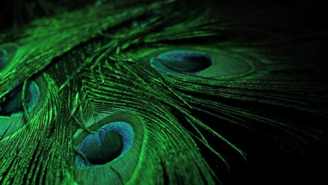 close up of rotating peacock feathers. Green neon light