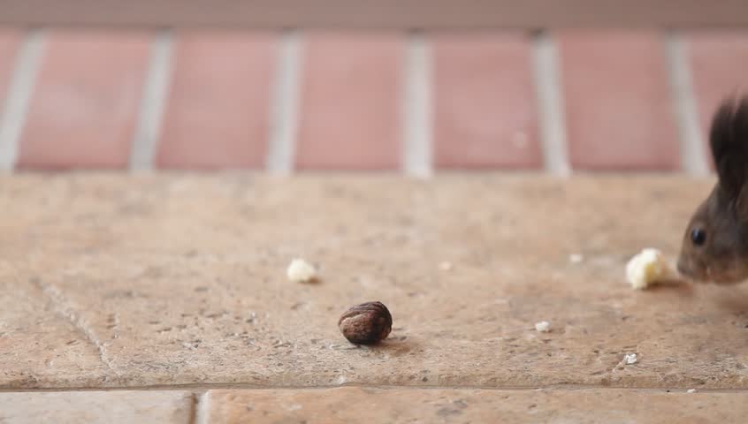 beautiful squirrel with fluffy ears found a walnut on the floor. She twisted a nut in her paws, clamped it in her teeth and ran away