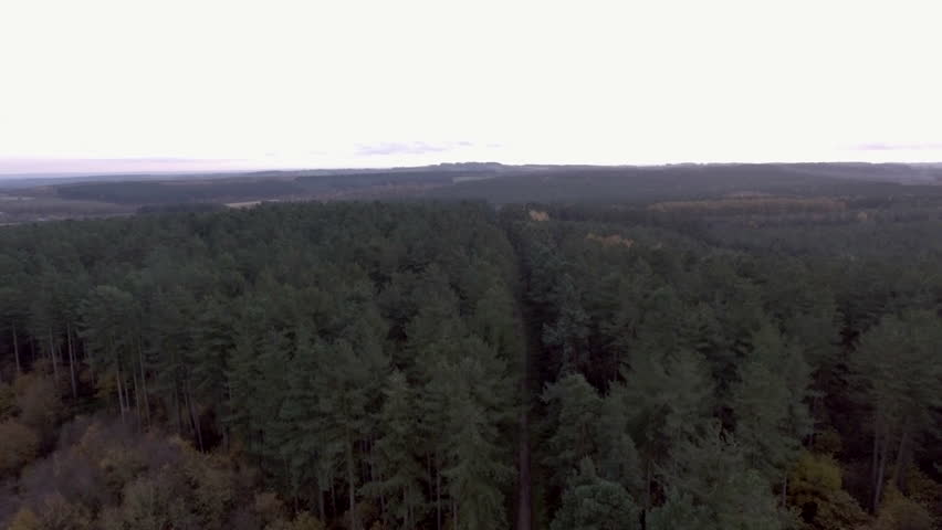 Arial Footage of Pine Tree Sherwood Forest Nottingham on Winter Morning 