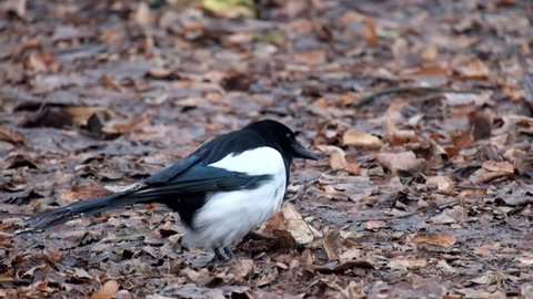Young Eurasian magpie is looking for food on the ground (Pica pica)