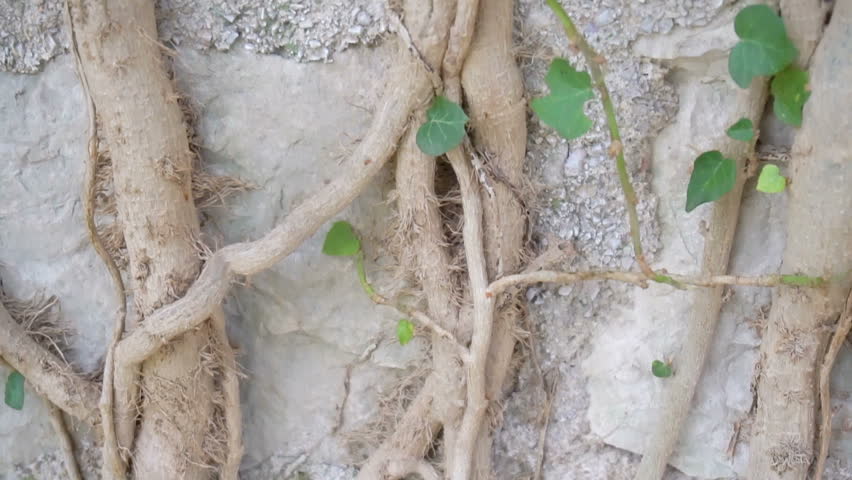 The roots of the tree grow on the old wall