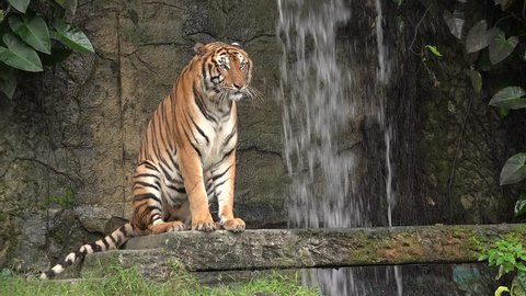 A tiger sitting by a waterfall.