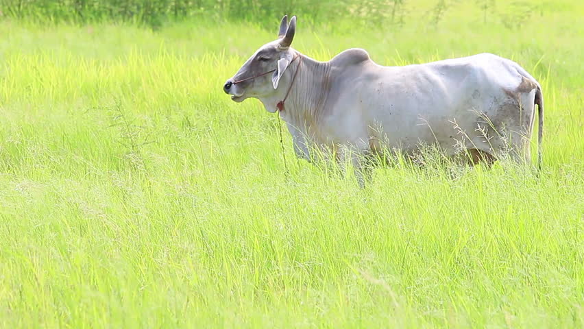 Cows lifestyle on Grass Field