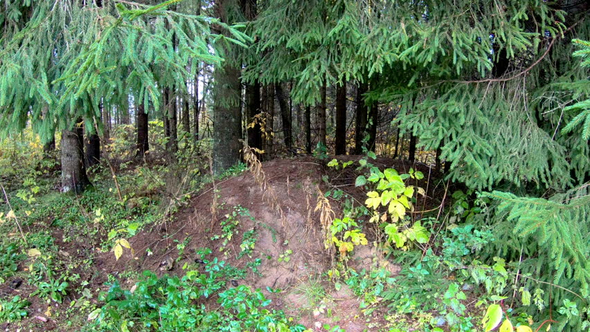 The tall trees in the middle of the forest with some spikes on the trunk and green leaves