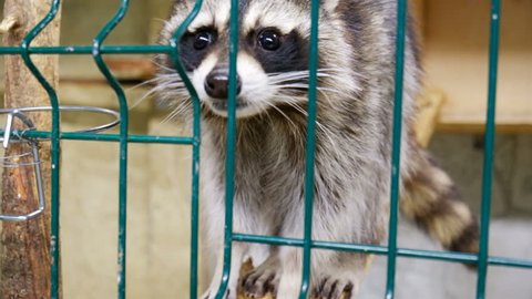 raccoon in cage of zoo