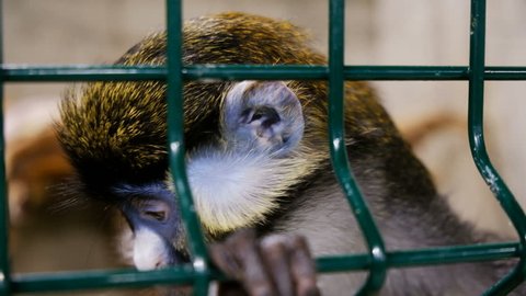 Monkey in the cage