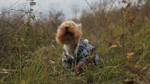 Portrait of a little dog weared in suit barking in a grass. 4K.