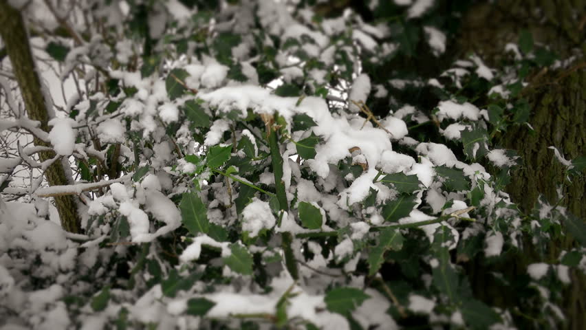 Winter Holly.
A medium Shot Of Real Holly With Falling Snow.
