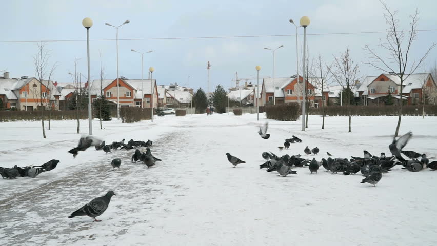Man dressed in a blue jacket feeding big flock of pigeons in a city park on a cold winter day