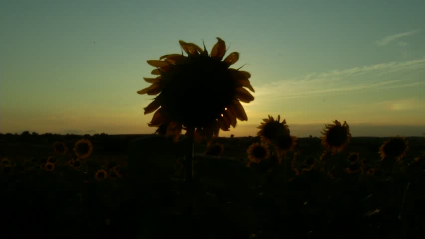 Sunset with sunflower
