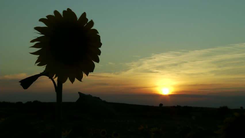 Sunset with sunflower
