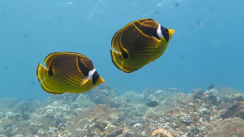 Couple of yellow black raccoon butterflyfish swimming in the shallow blue water of the tropical exotic sea. Healthy coral reef bottom with soft and hard corals. Video from scuba diving and snorkeling.