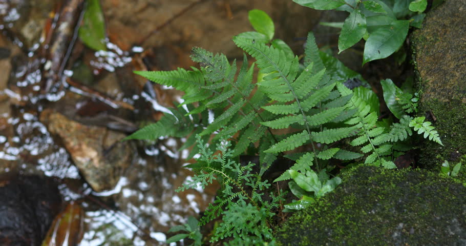green leaf fern with stream water flowing in the forest