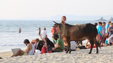 ARAMBOL, GOA, INDIA - FEBRUARY 17, 2017 : Unidentified people and cow on the beach near the sea during sunset. Goa state Arambol beach. India