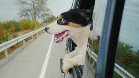 Funny video with animals. The dog goes to the car, looks surprised from the window