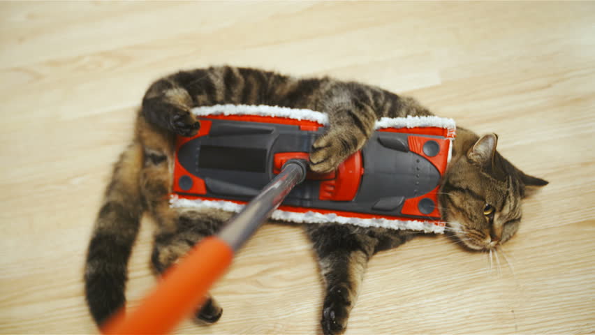 Cleaning floor with cute cat in slow motion 4K. Person point of view of British breed cat on the stick in focus while sliding on home floor cleaning dust. Cat doesn't care. | Shutterstock HD Video #33415963