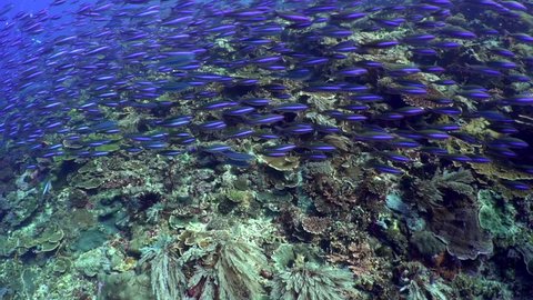 A large shoal of fusiliers stream along a reef in the Komodo National Park, Indonesia