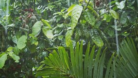 Heavy monsoon rains pour down. stirring the glossy. green leaves of a tropical trees and plants in southeast Asia. UHD 4k video