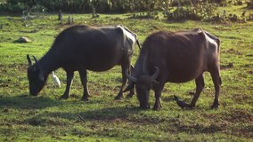 Pair of wild water buffalo. grazing in a natural meadow inside Yala National Park. an important wildlife refuge in Sri Lanka. 4k footage 2160p