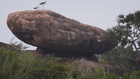 Heron and Painted Stork on top of a huge stone. Sri Lanka. Yala. FullHD video shot with zoom effect