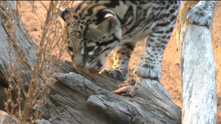 Ocelot Eats, Chews Food On Stock Footage Video (100% Royalty-free ...