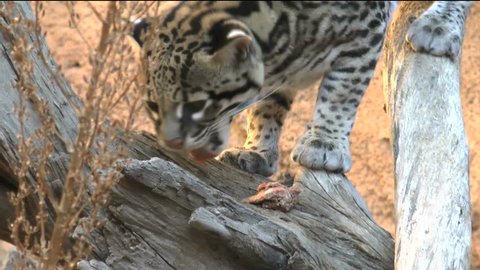Ocelot fur coat Stock Video Footage - 4K and HD Video Clips | Shutterstock