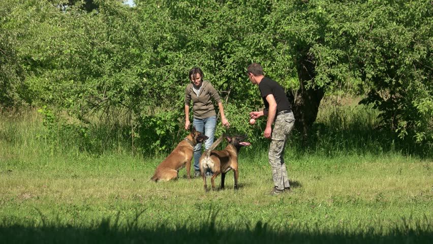 Dogs and their owners are playing with toys.Two adorable dogs and their masters are playing with a ball and stick.