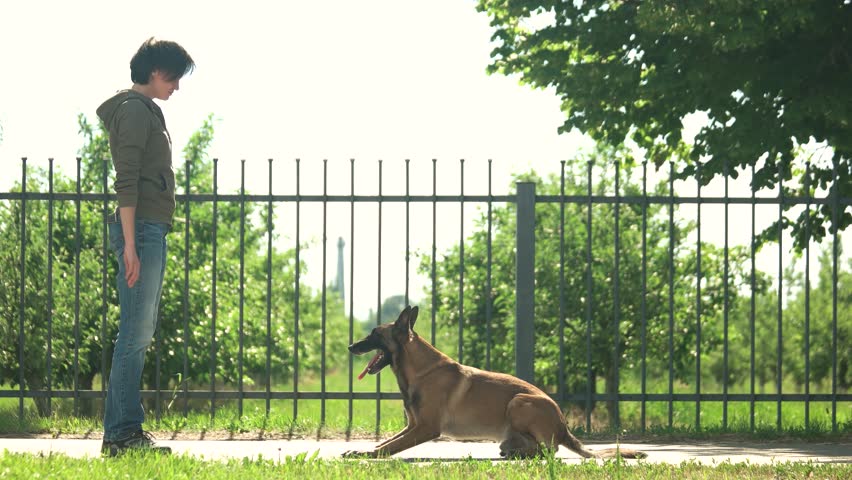 dog-is-executing-commands-for-stock-footage-video-100-royalty-free-33426571-shutterstock
