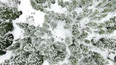 A clean and smooth beautiful snowy winter forest aerial with the camera looking straight down from 100 feet up
