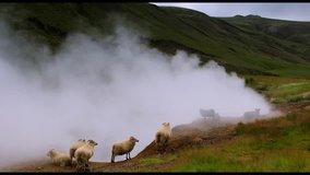 Scenic Icelandic meadows with sheep and rams in landscape fields. HD Footage.