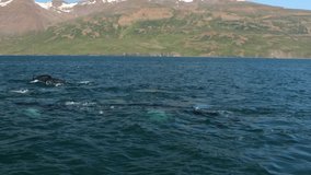 Whales on water in gulf of Iceland. HD Footage.