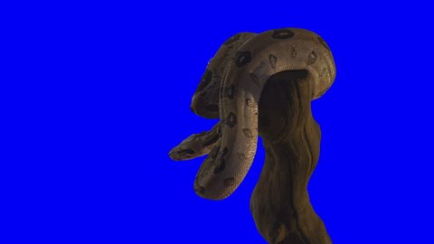 Animal reptile snake boa bluescreen video