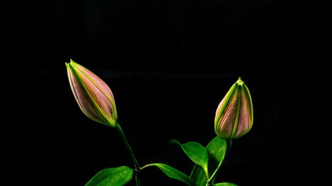 Time Lapse - Two Pink Oriental Lily Flower Blooming with Black Ground - 4K Vídeo Stock
