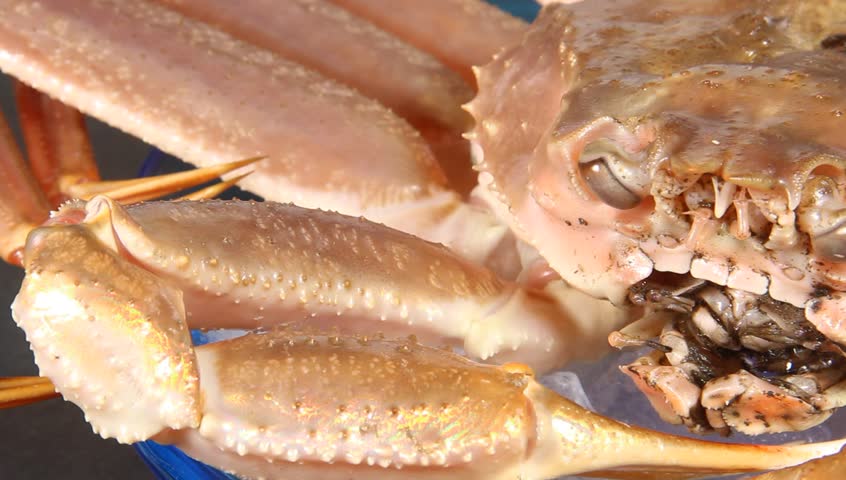 Raw snow crab close up