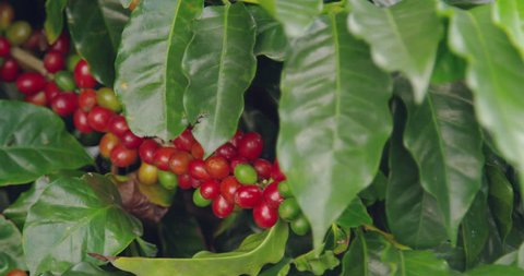 coffee berries on a coffee plantation high in the mountains in Costa Rica