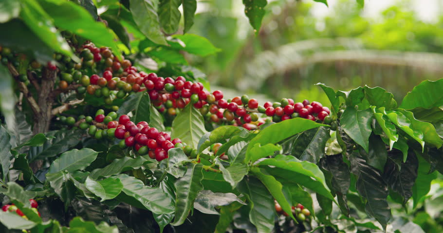 Coffee Berries On a Coffee Stock Footage Video (100% Royalty-free ...