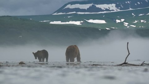 Wild bears of Kurile Lake, Kamchatka Peninsula