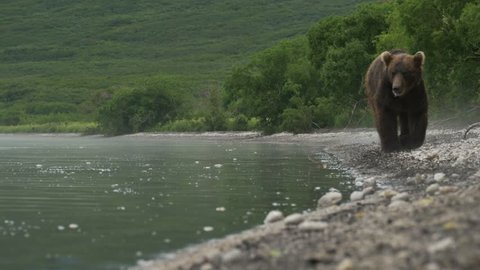 Wild bear of Kurile Lake, Kamchatka Peninsula