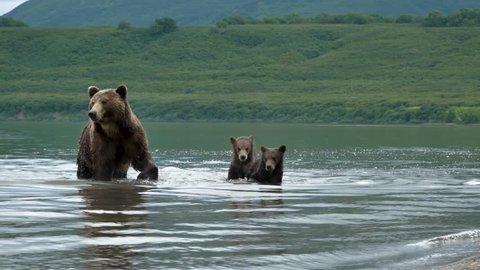 Wild bears of Kurile Lake, Kamchatka Peninsula