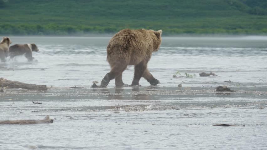 Wild bears of Kurile Lake, Kamchatka Peninsula