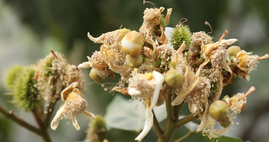 Indian Medicated Fruits