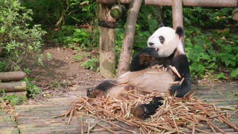 Cute happy giant panda eating bamboo. Funny panda bear sitting in pile of bamboo shoots among green woods. Amazing wild animal in forest.