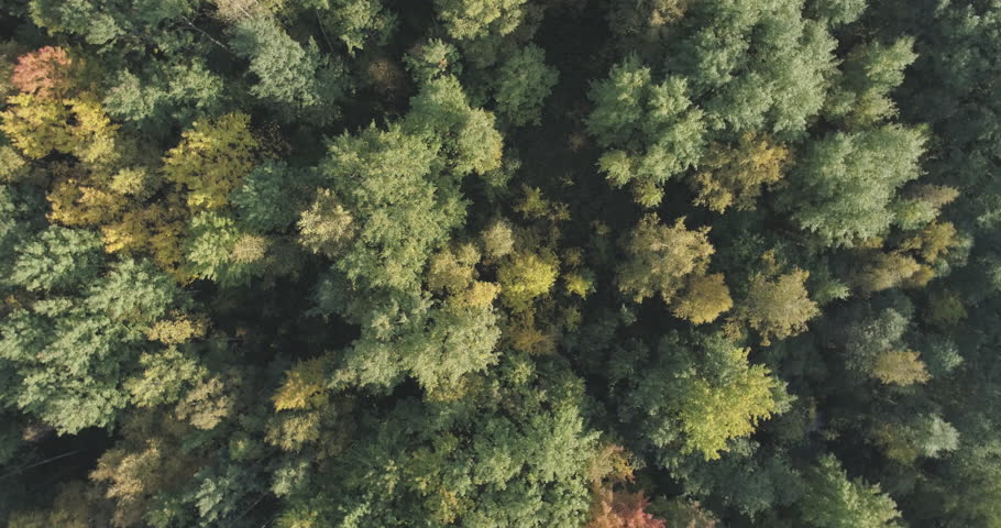 Aerial rotate top view flight over autumn trees in forest in september | Shutterstock HD Video #33446215