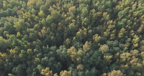 Aerial forward flight over autumn trees in forest in september
