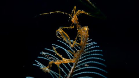 Skeleton shrimp with baby