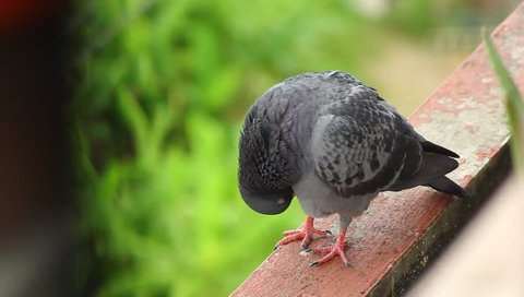 pigeon  closeup . cute bird on tower