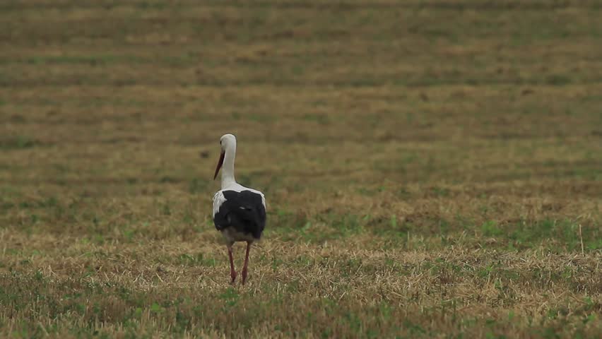 Stork walking on a field