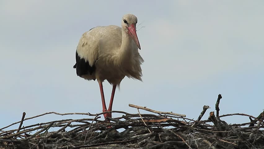 Stork building a nest