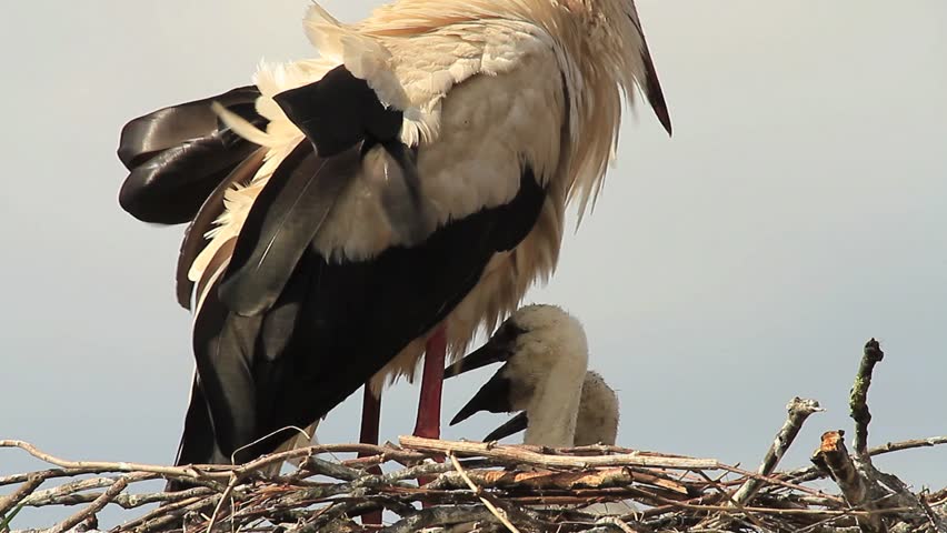 Stork with offspring