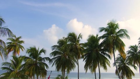 Big green palms on the beach of tropical island. 